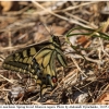 pap machaon imago5 kher